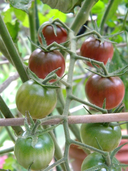 Black Cherry tomatoes